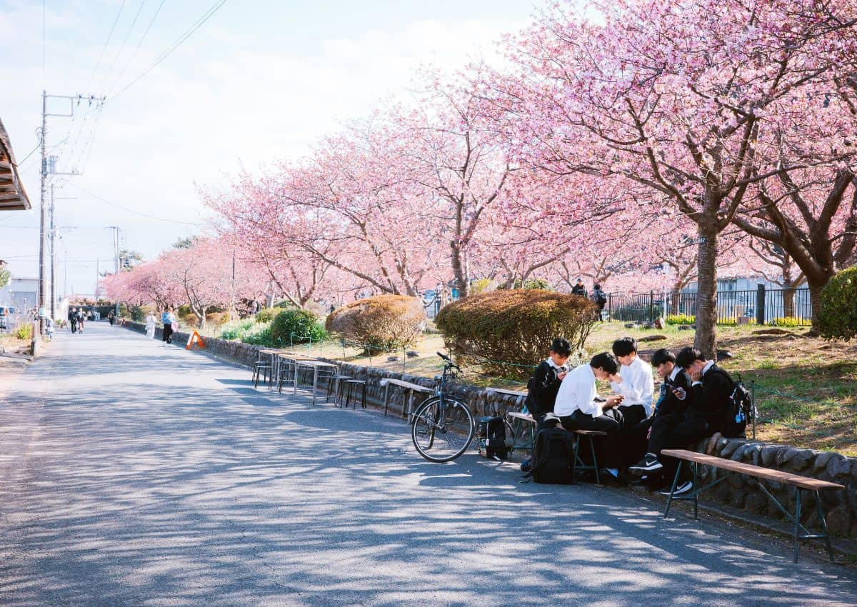 Groupe d’écoliers japonais assis sous les cerisiers en fleur, Kawazu, Japon