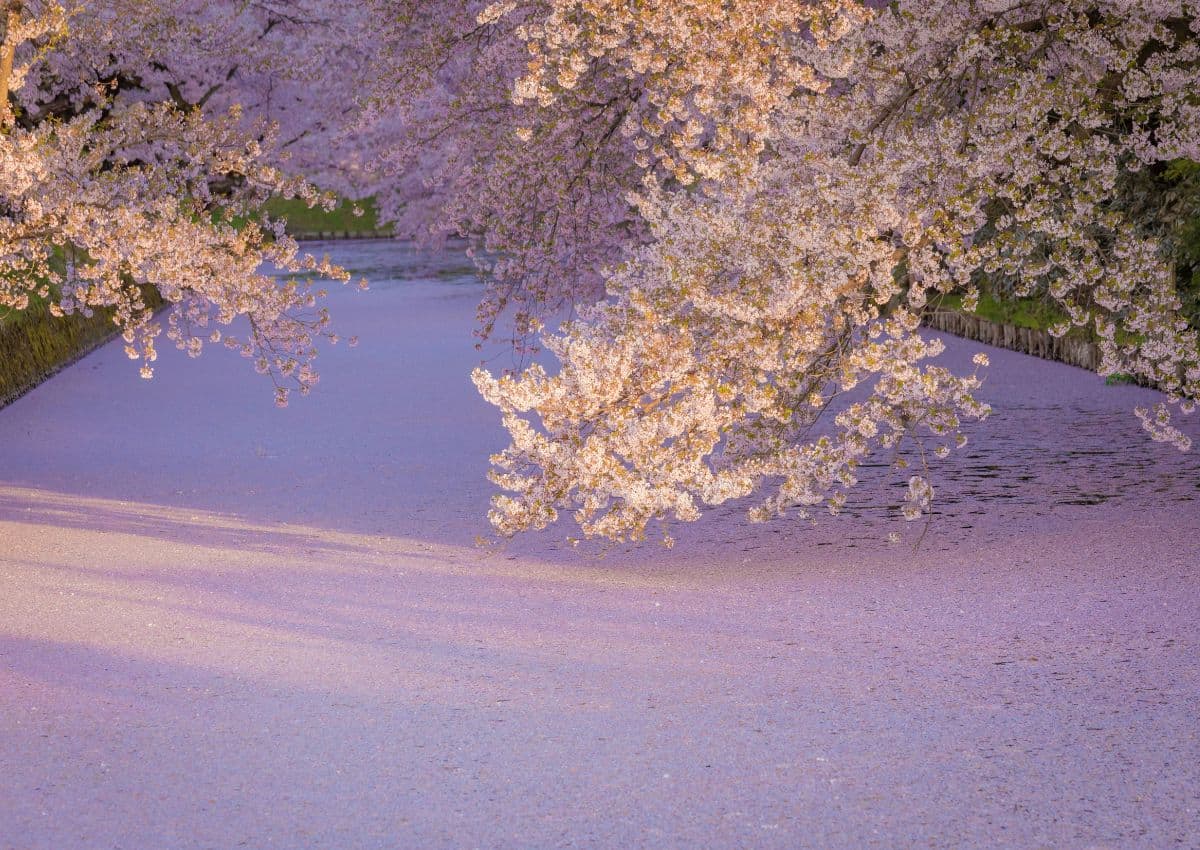 Cerisiers en fleur au château d’Hirosaki, Aomori, Japon