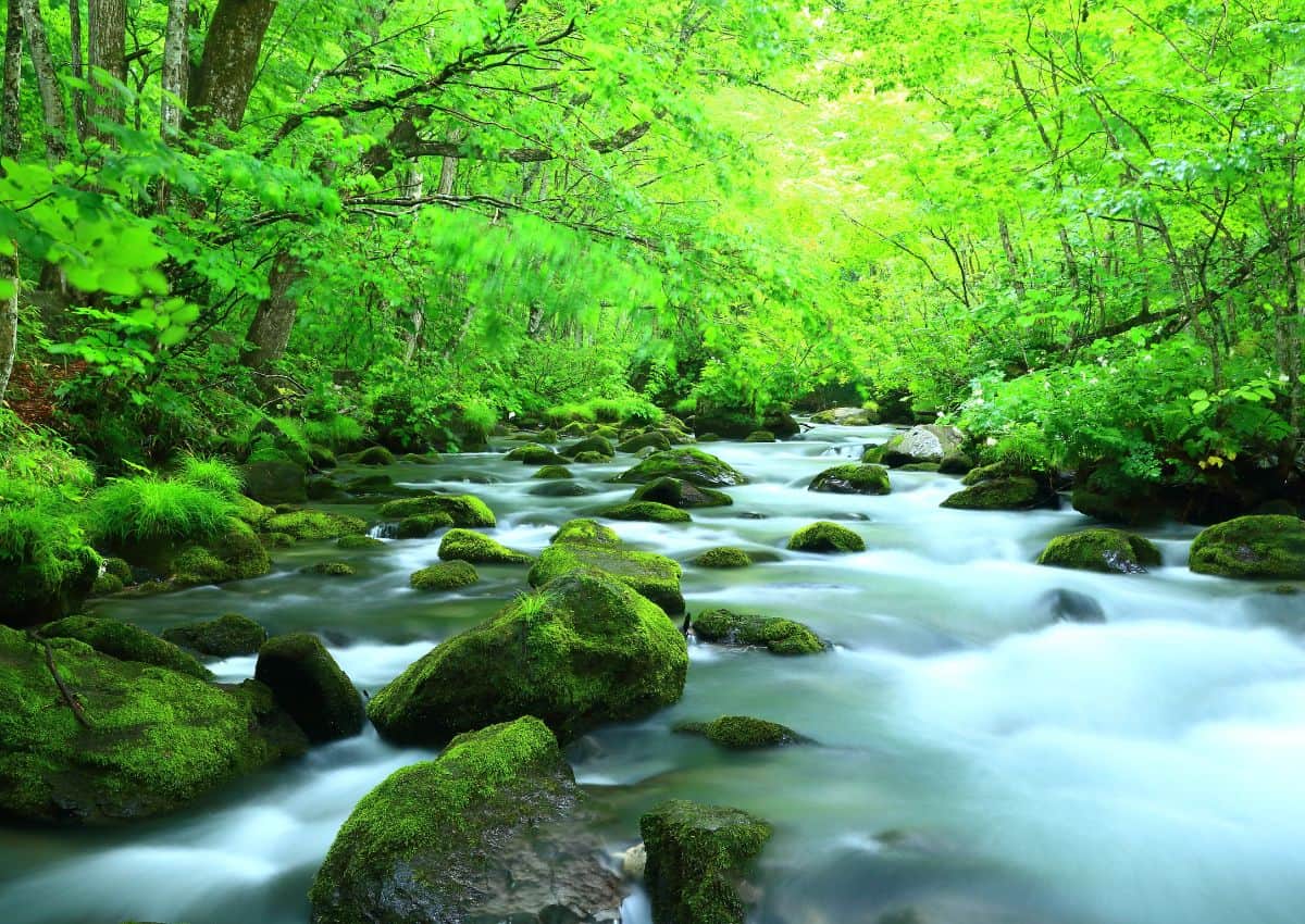 Les gorges d'Oirase en été, Aomori, Japon