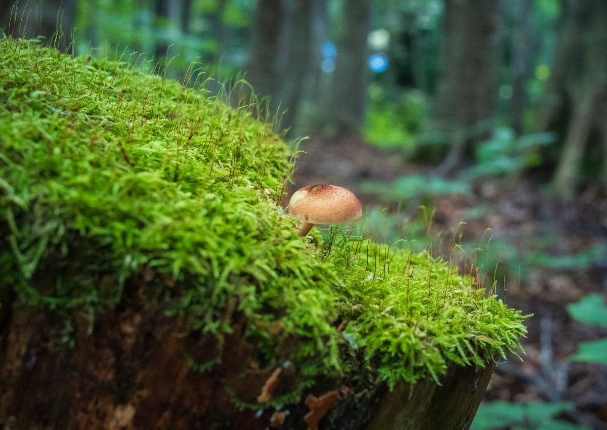 Gros plan sur la mousse et un champignon qui poussent dans une forêt japonaise