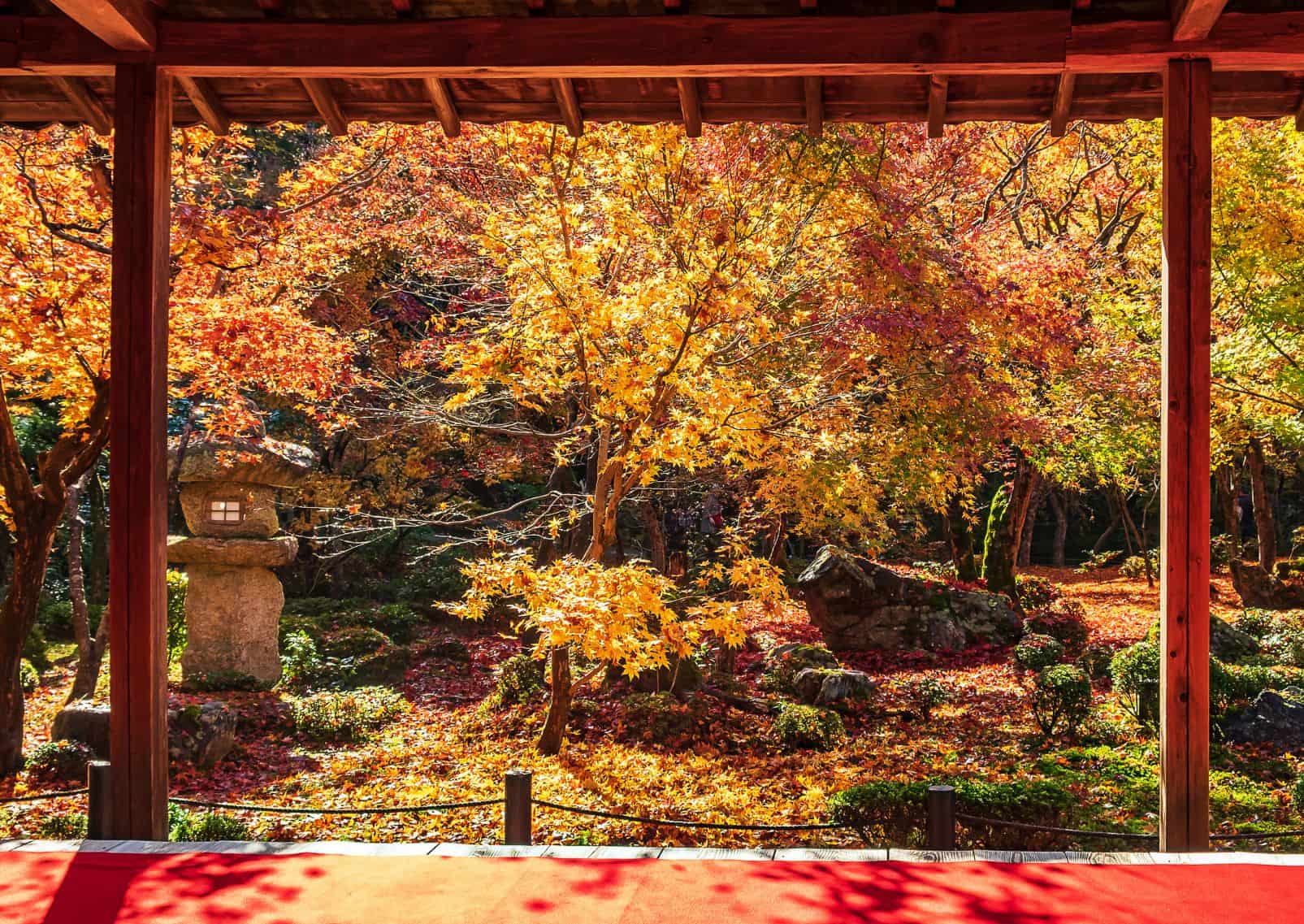 Cadre entre un pavillon en bois et un magnifique érable dans le jardin japonais et tapis rouge, Kyoto, Japon