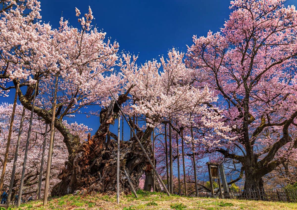 Cerisier Jindai Zakura, préfecture de Yamanashi