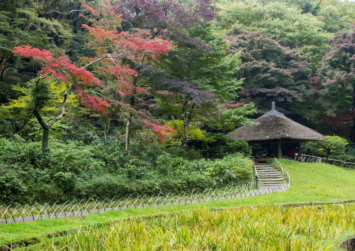 Jardins intérieurs du temple Meiji Jingu en automne à Tokyo, Japon