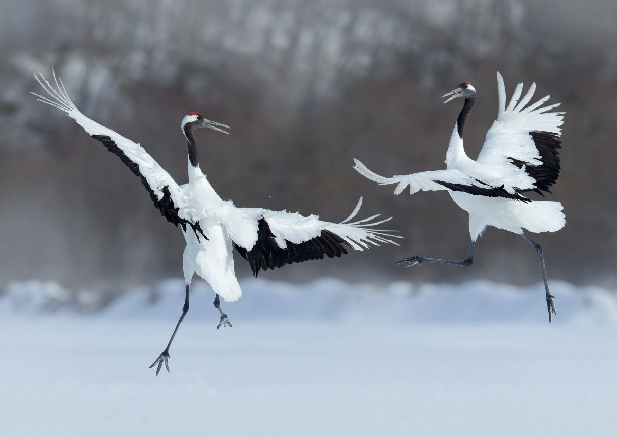 Deux-grues-couronnées-de-rouge-avec-des-ailes-ouvertes-en-vol-avec-une-tempête-de-neige- Hokkaido-Japon