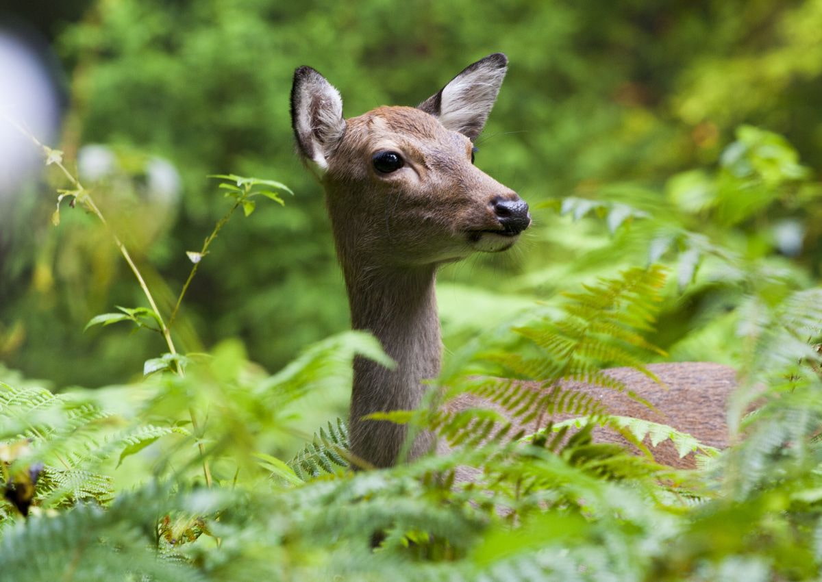 Cerf sauvage sur l'île de Yakushima, Kagoshima, Japon