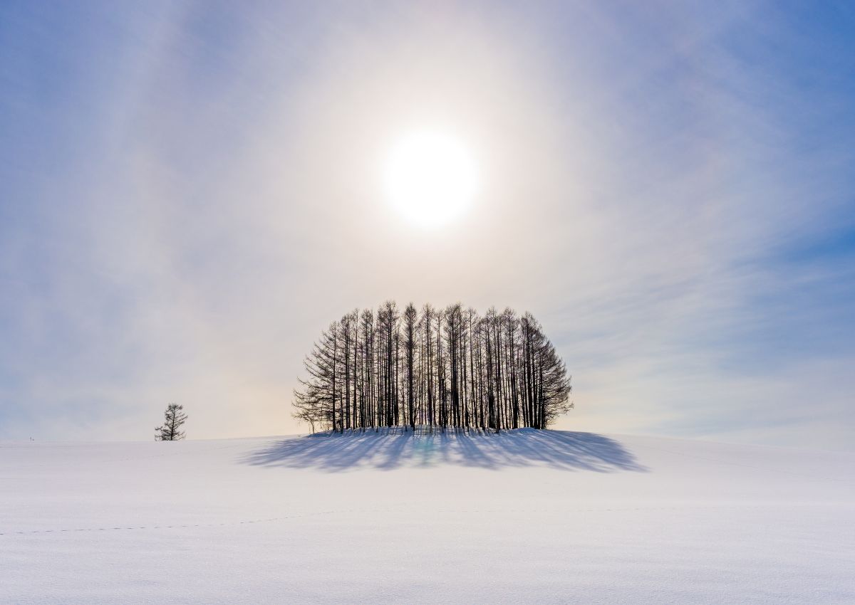 Îlot d’arbres dans un paysage enneigé et ensoleillé à Biei, Hokkaido