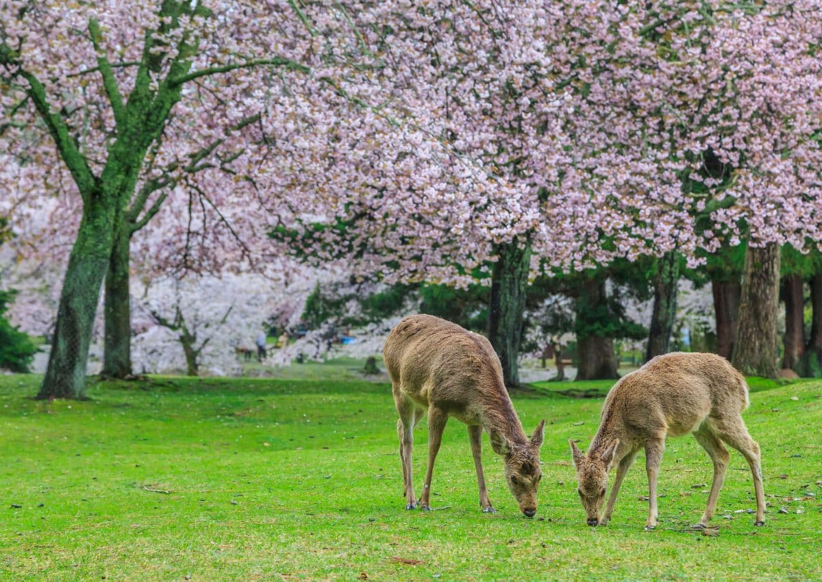 Cerfs dans le parc de Nara, Japon