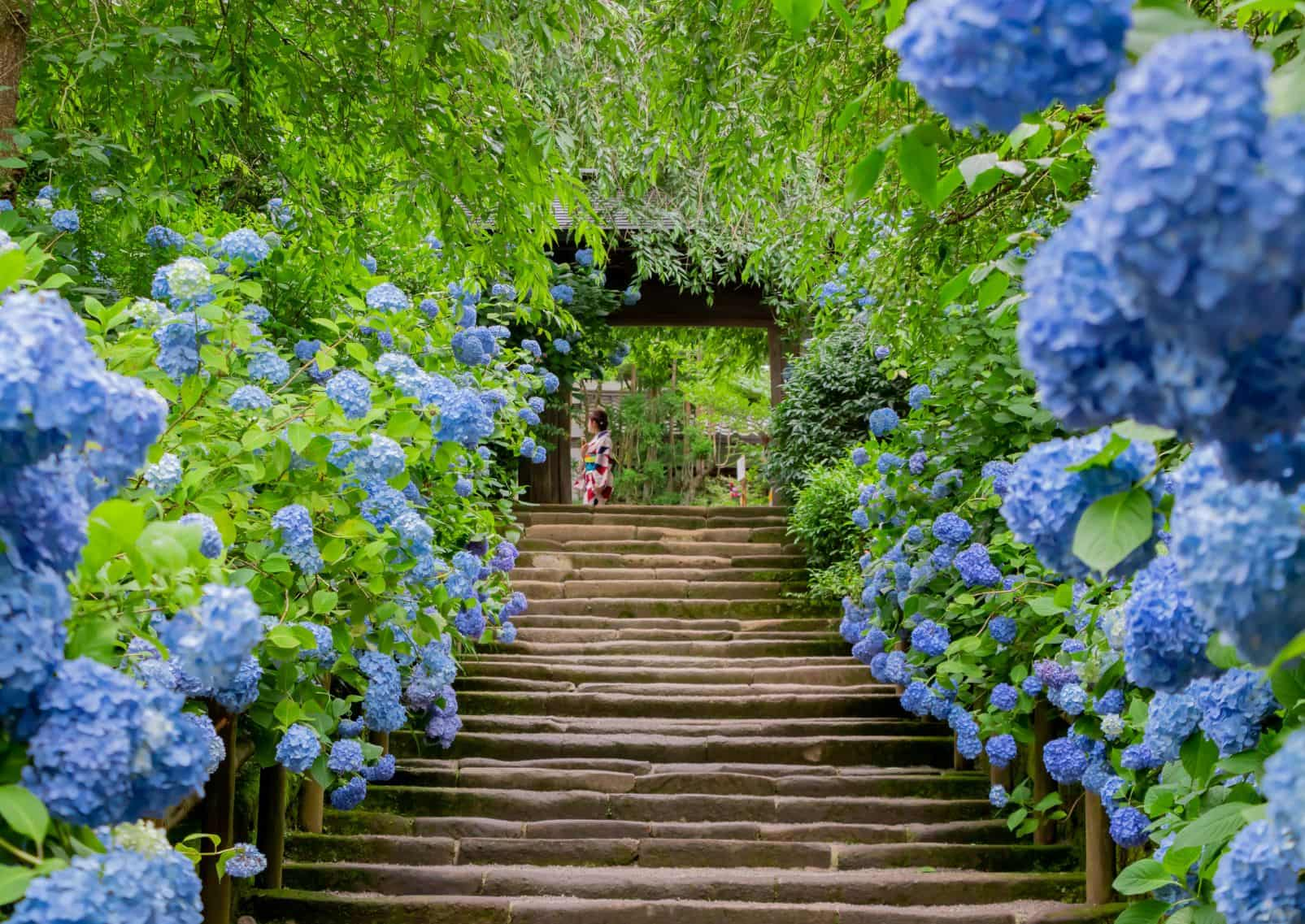 Hortensias-à-Kamakura-Kanagawa-Japon