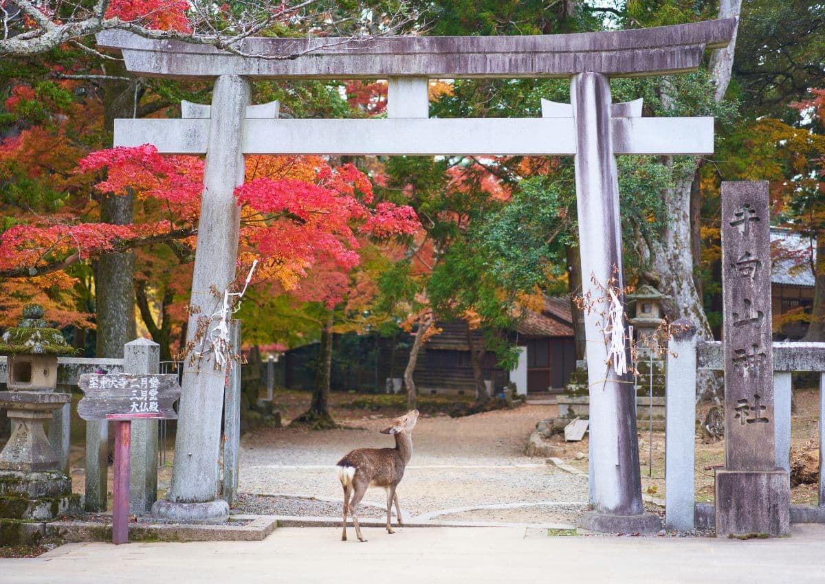 Parc aux cerfs de Nara, avec un cerf sous un torii, Japon