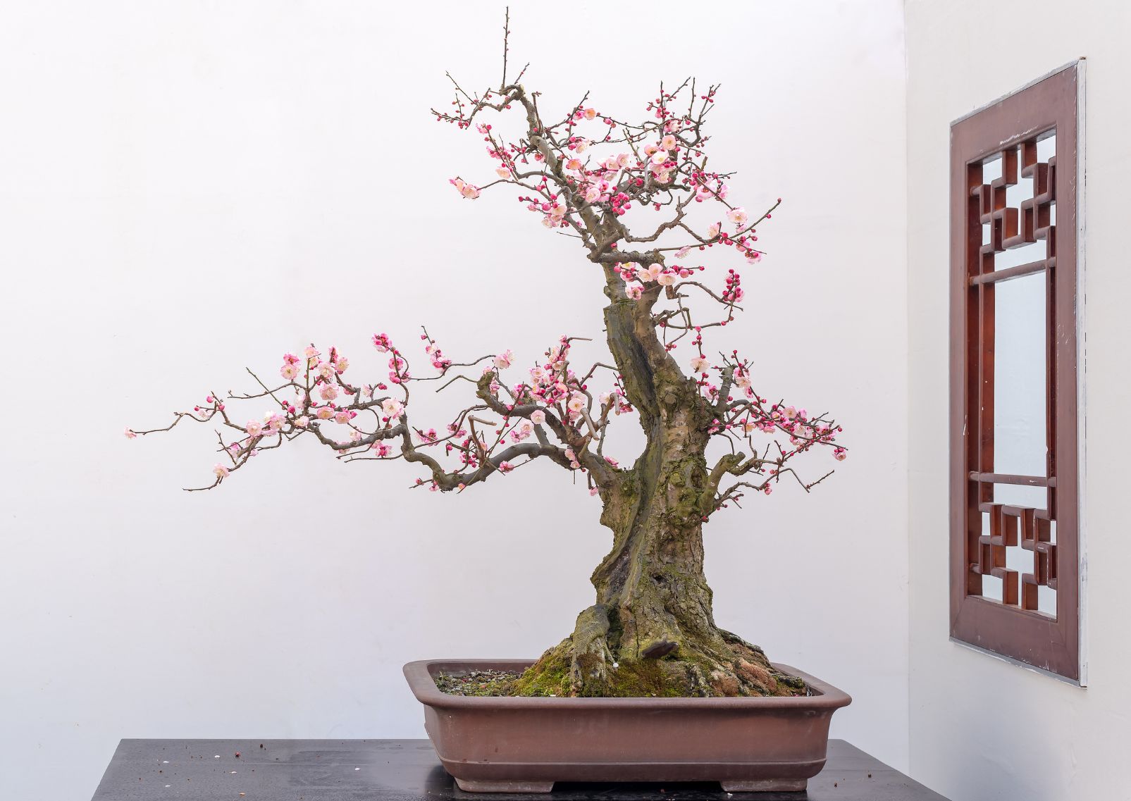 Bonsai de prunier rose, Japon
