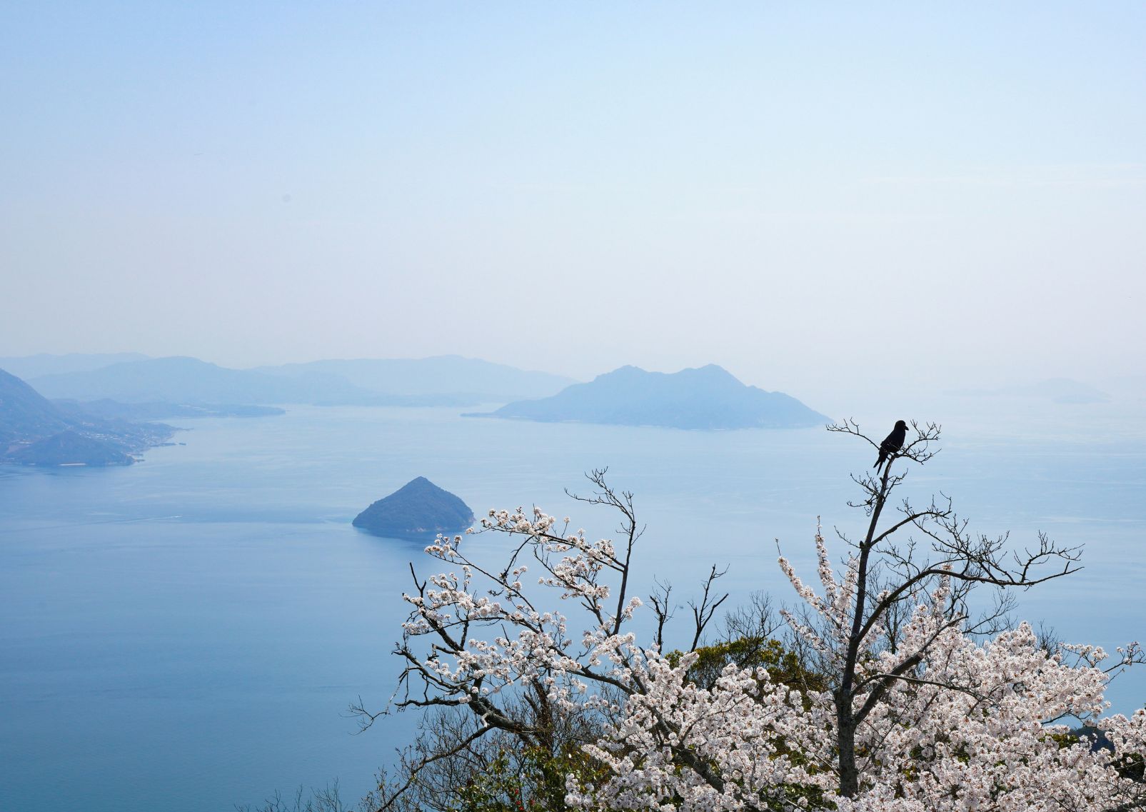 Oiseau perché sur un cerisier en fleur au sommet de l’île de Miyajima, préfecture d’Hiroshima, Japon