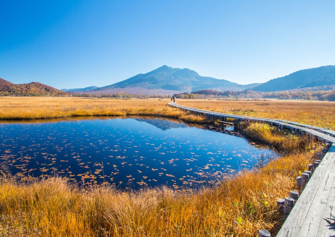 Sentier au cœur du parc national d’Oze, Japon