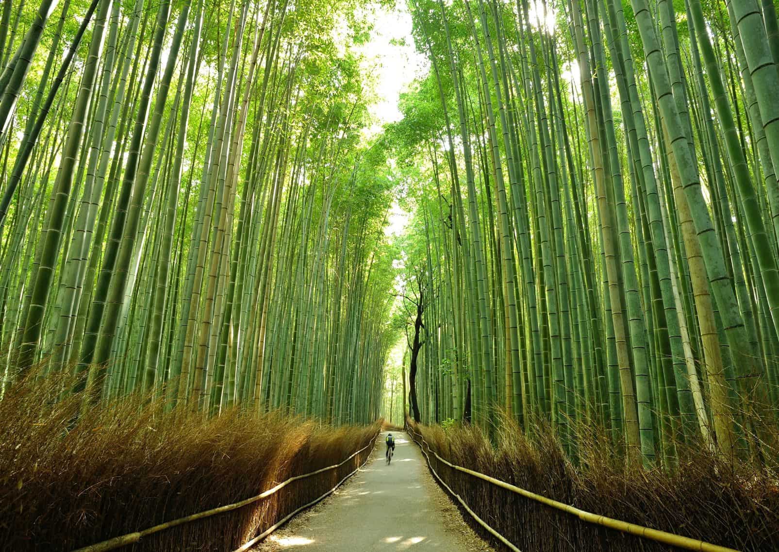 Allée de la bambouseraie d’Arashiyama, Kyoto