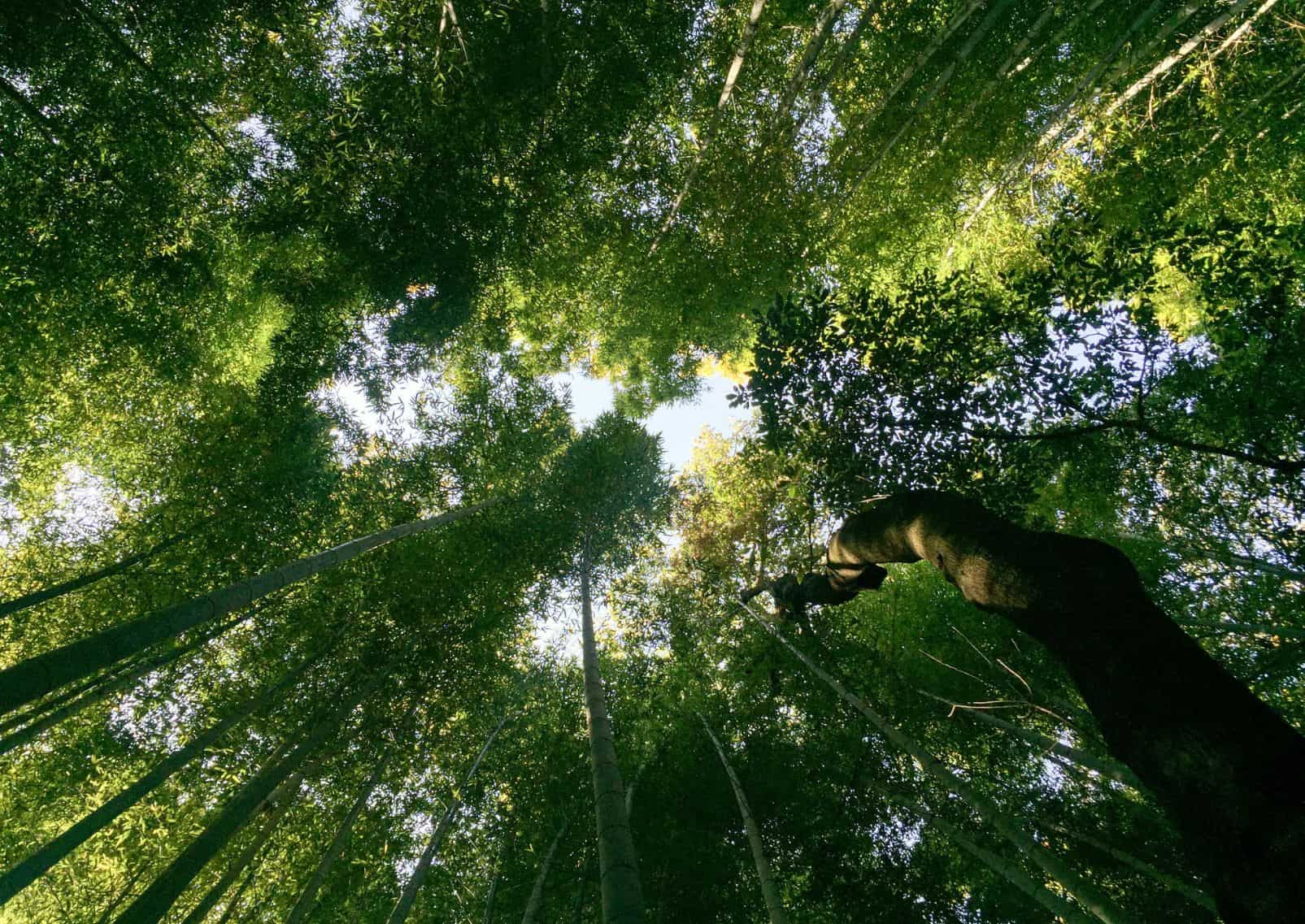 Bambouseraie d’Arashiyama, Kyoto