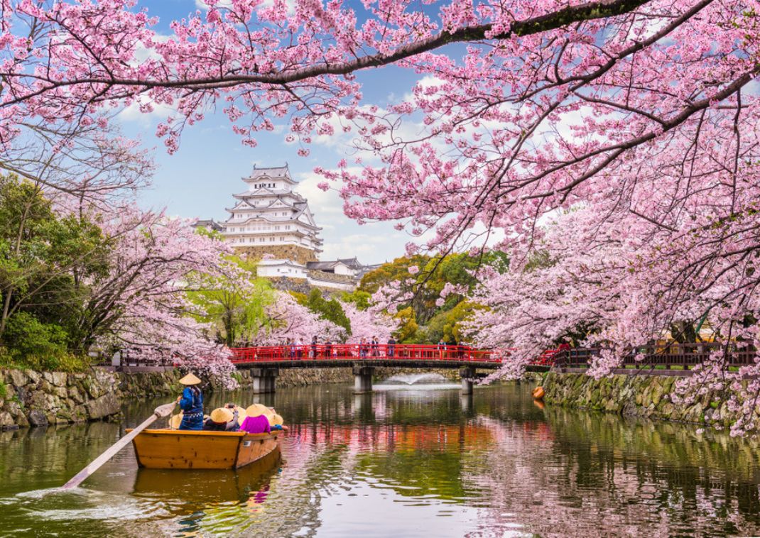 Magnifiques cerisiers roses devant le château de Himeji au Japon au printemps

