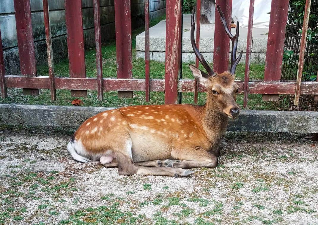 Cerfs à Nara Park