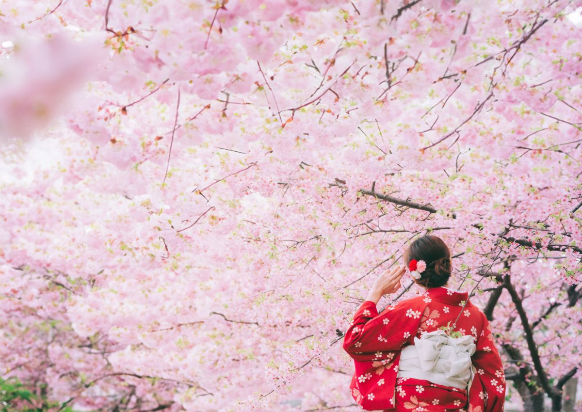 Femme en kimono sous les cerisiers en fleurs au Japon