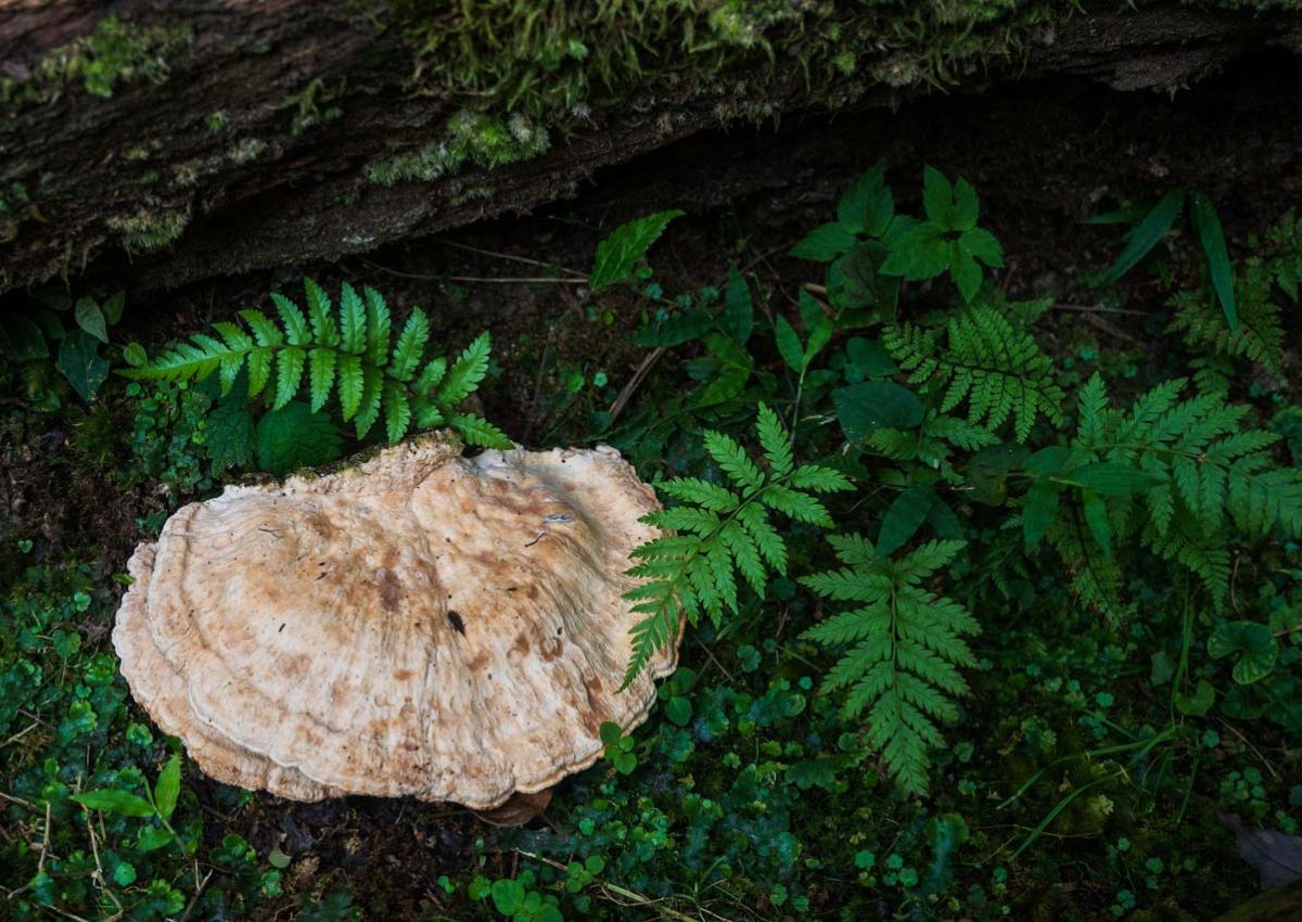 Champignons et fougère sur le sol d’une forêt au Japon