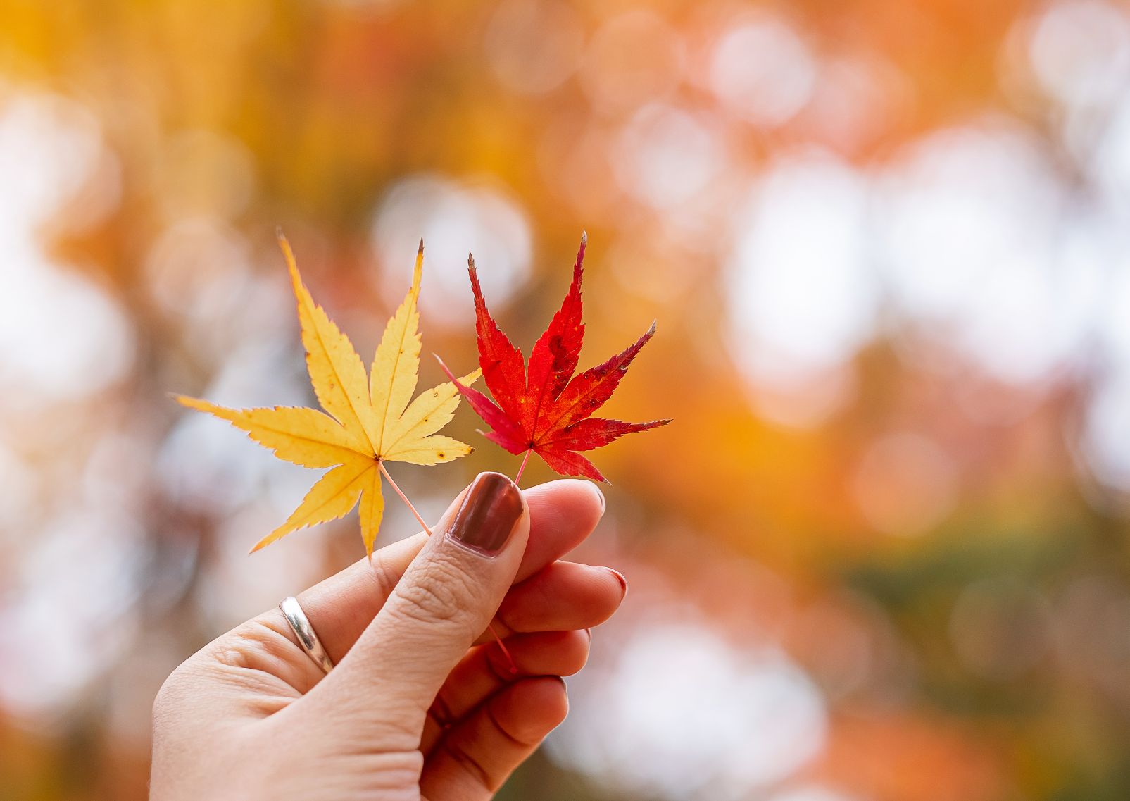 Femme tenant à la main des feuilles d'érable, de couleur jaune, orange et rouge