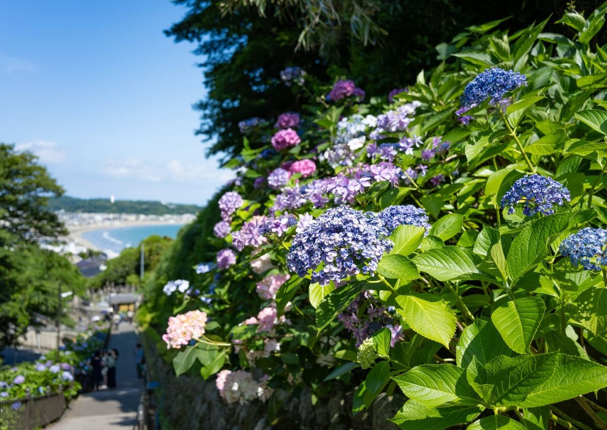 Hortensias à Kamakura, Japon