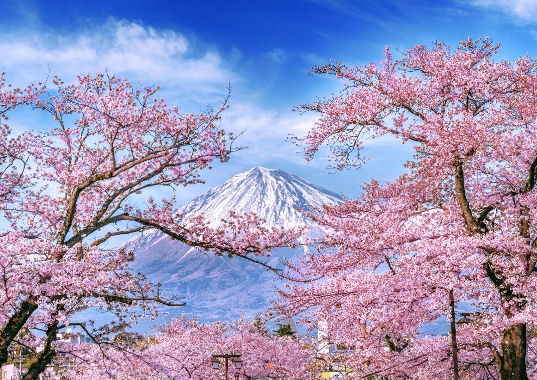 Mont Fuji et cerisiers en fleurs, Japon