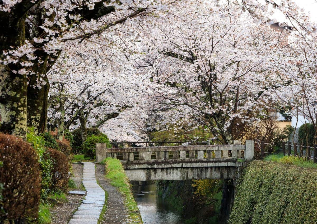 Le Chemin de la Philosophie, Kyoto, Japon