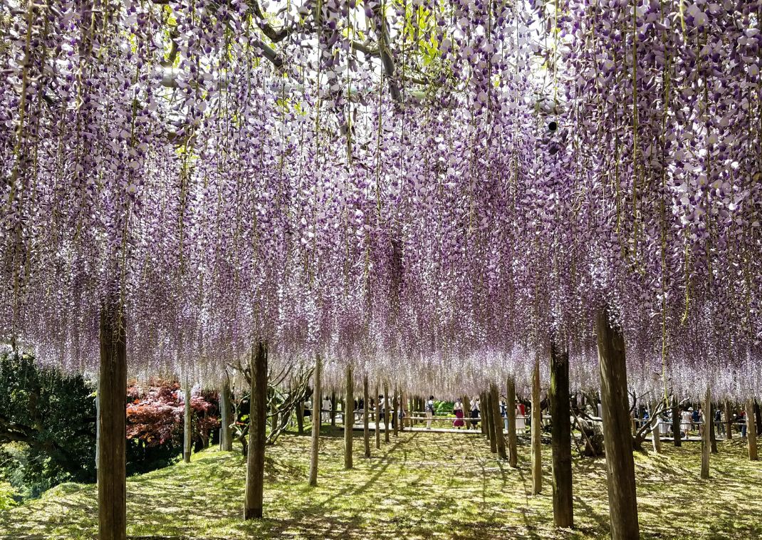 Le tunnel de glycine dans le jardin de Kawachi, Japon