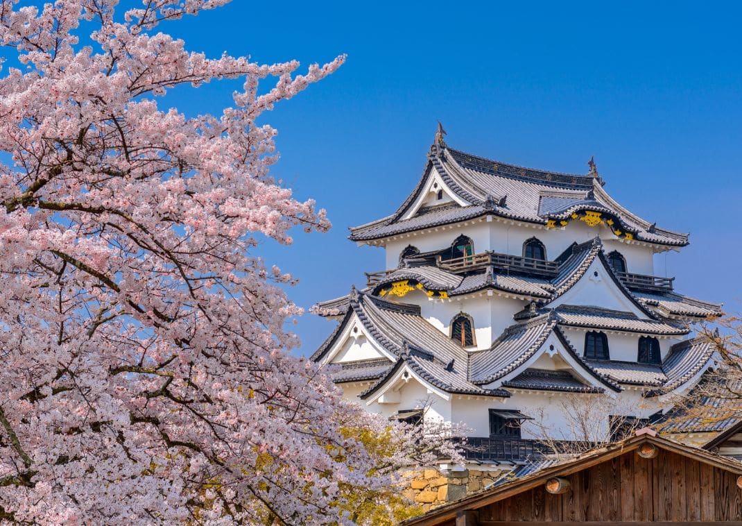 Château de Hikone blanc entouré de fleurs de cerisier en pleine floraison, sous un ciel bleu éclatant.