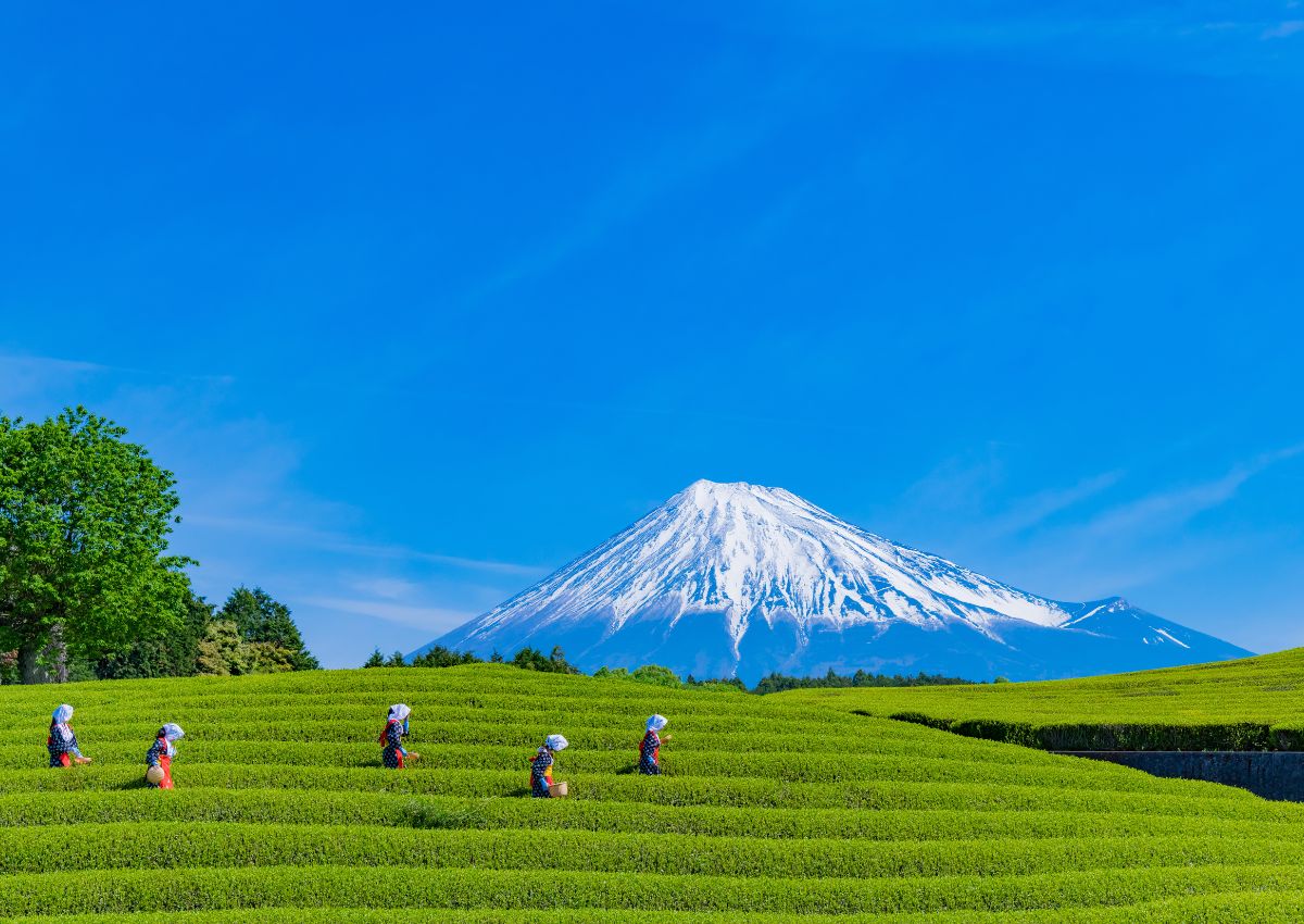 Plantations de thé d'Obuchi Sasaba avec le mont Fuji, Shizuoka, Japon