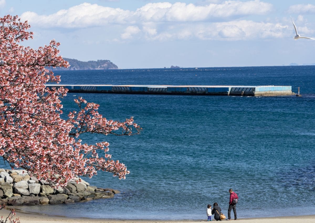 Cerisiers d’Atami sur la baie de Sagami