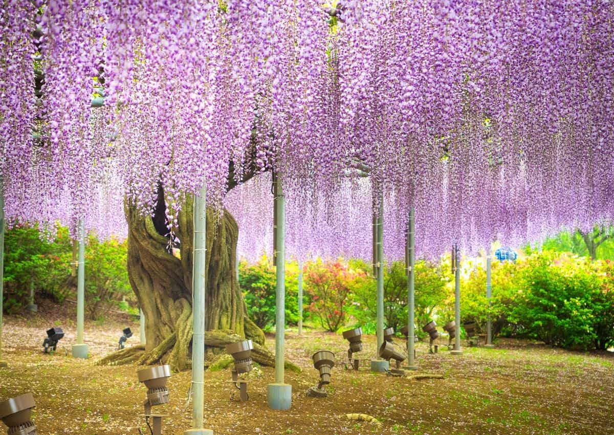 Glycines violettes en fleurs à Ashikaga Flower Park, Tochigi