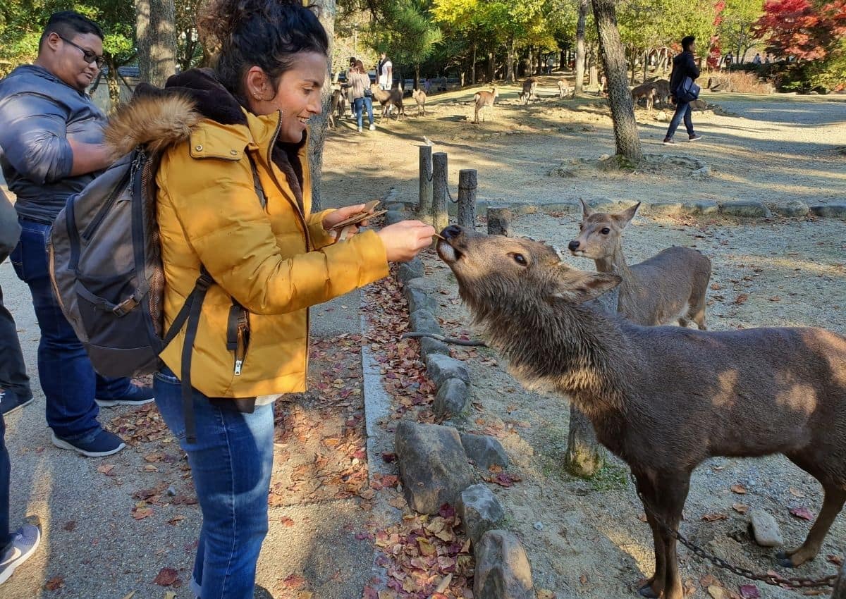 Julie, guide Japanspecialist, nourrissant les cerfs de Nara au Japon.