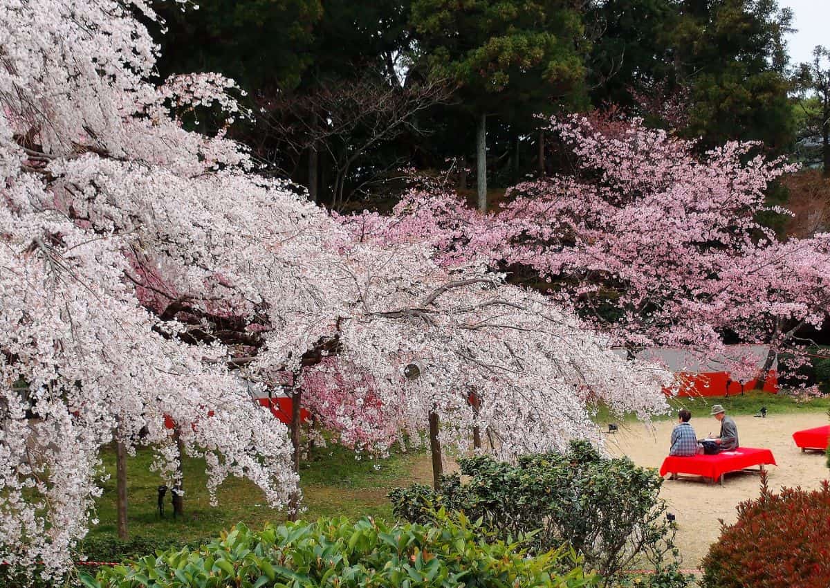 Couple japonais sous les cerisiers en fleur pour la cérémonie du thé dans le jardin du temple Daigo-ji à Kyoto, Japan