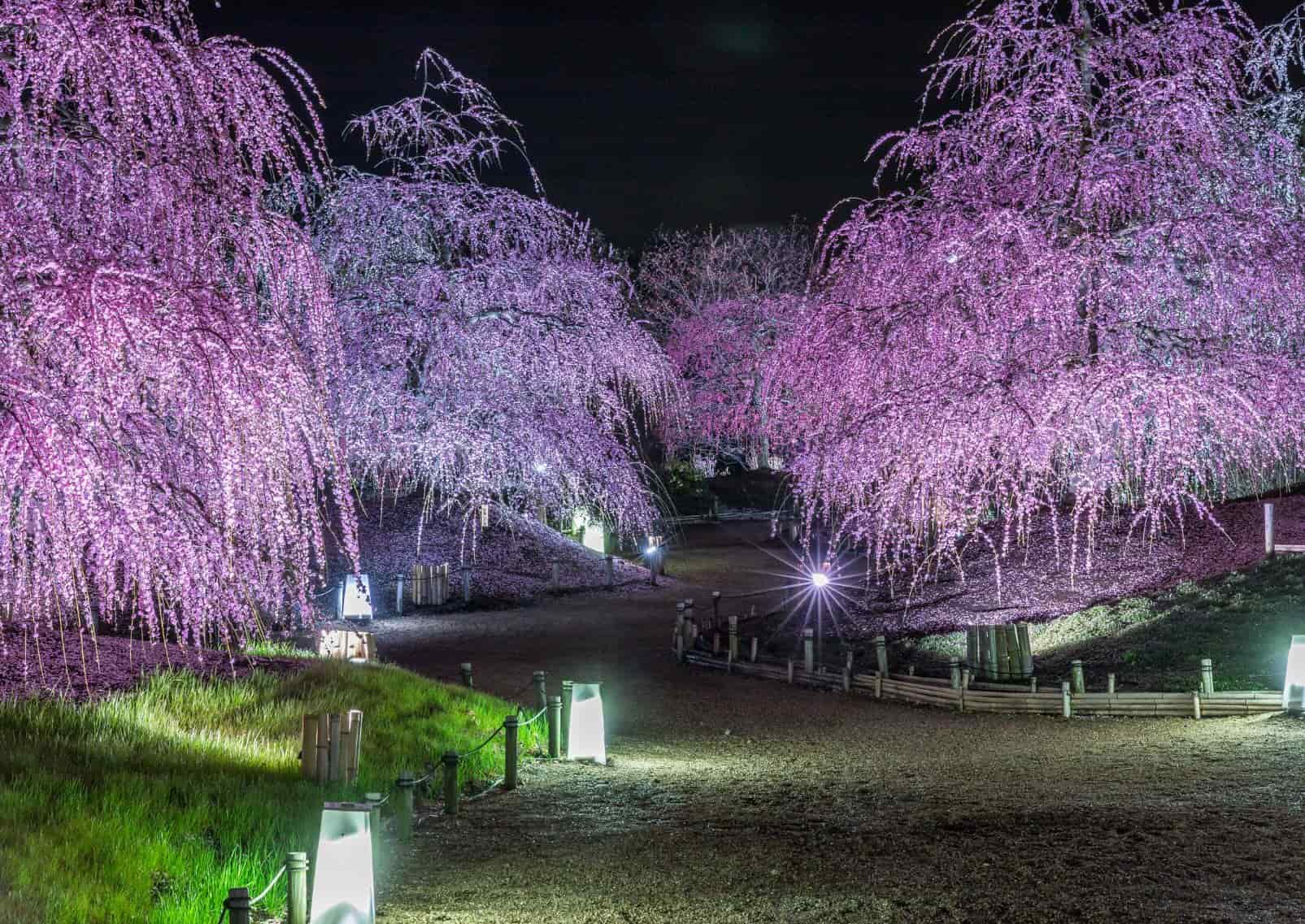 Pruniers pleureurs de nuit, Japon