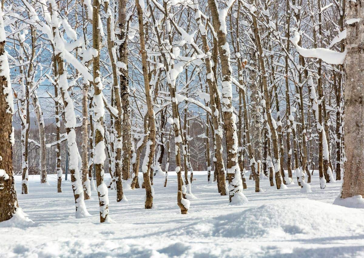 Forêt japonaise sous la neige, Hokkaido, Japon