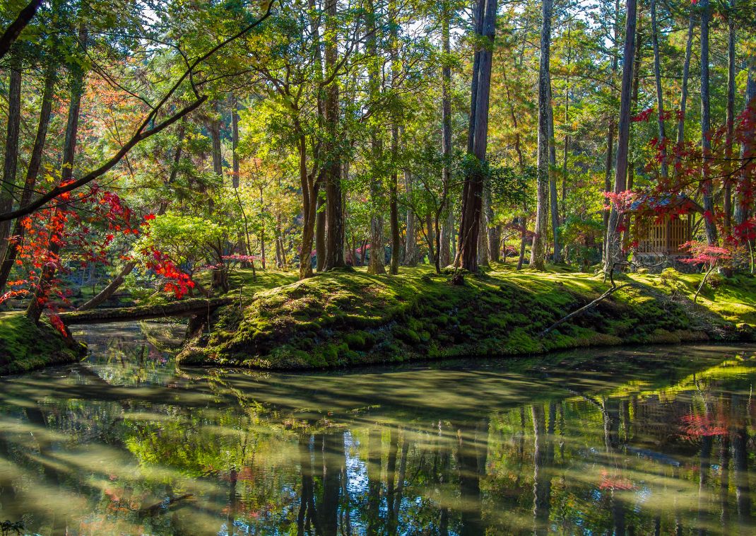 Jardin de mousses du temple Saihō-ji (Koke-dera), Kyoto