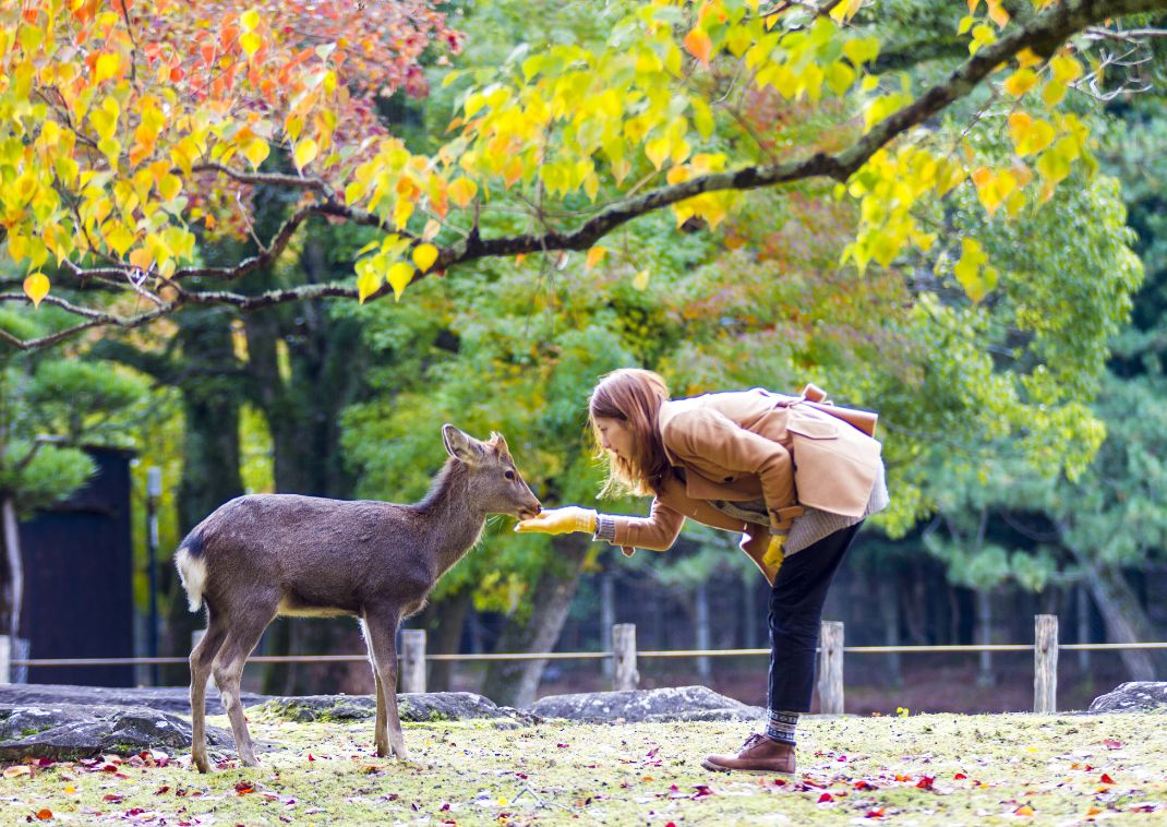 Érables d’automne dans le parc de Nara, Japon