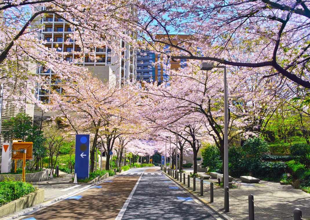 Rue avec des cerisiers en fleurs dans la ville, Japon