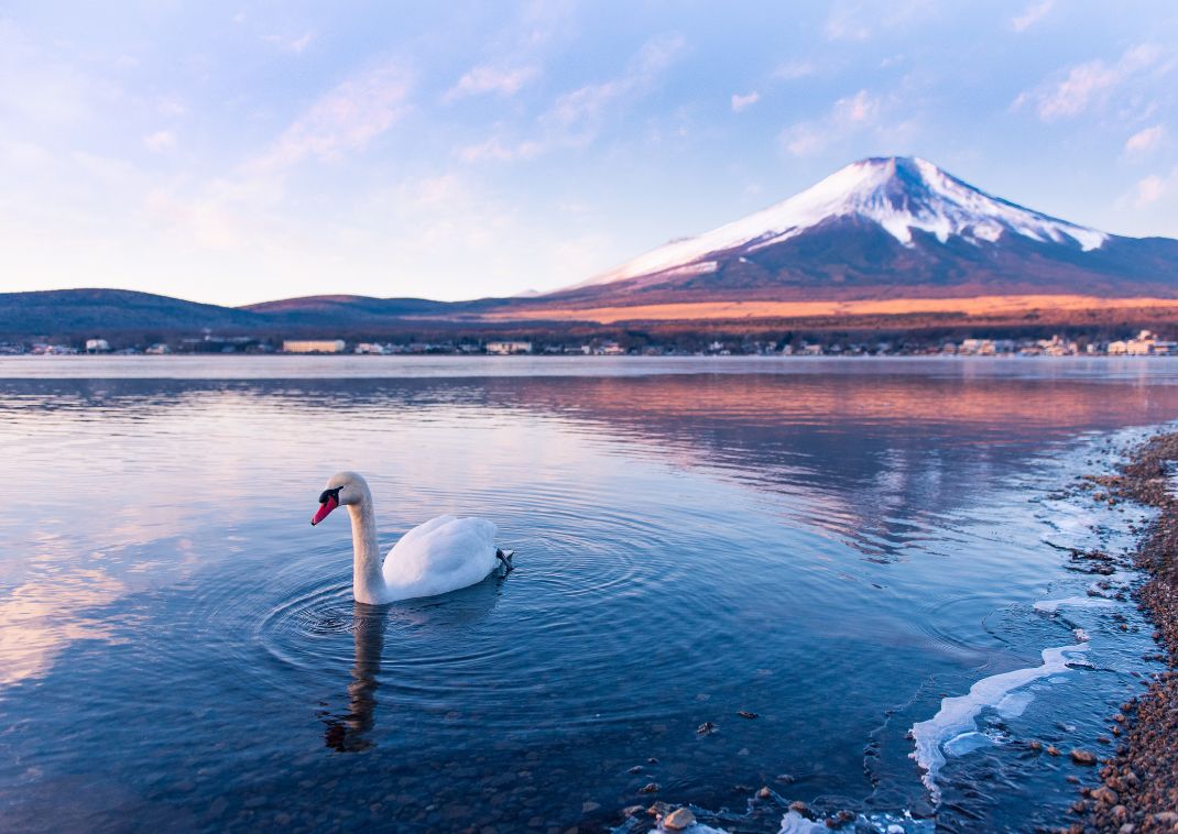 Un cygne blanc nageant paisiblement sur le lac Yamanaka, avec le mont Fuji enneigé en arrière-plan sous un ciel pastel au lever du soleil