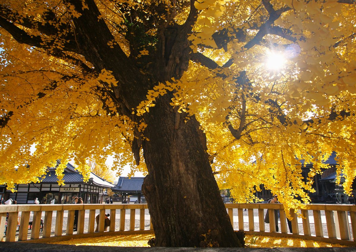 Ginkgo biloba géant dans le jardin d’un temple à Kyoto, Japon