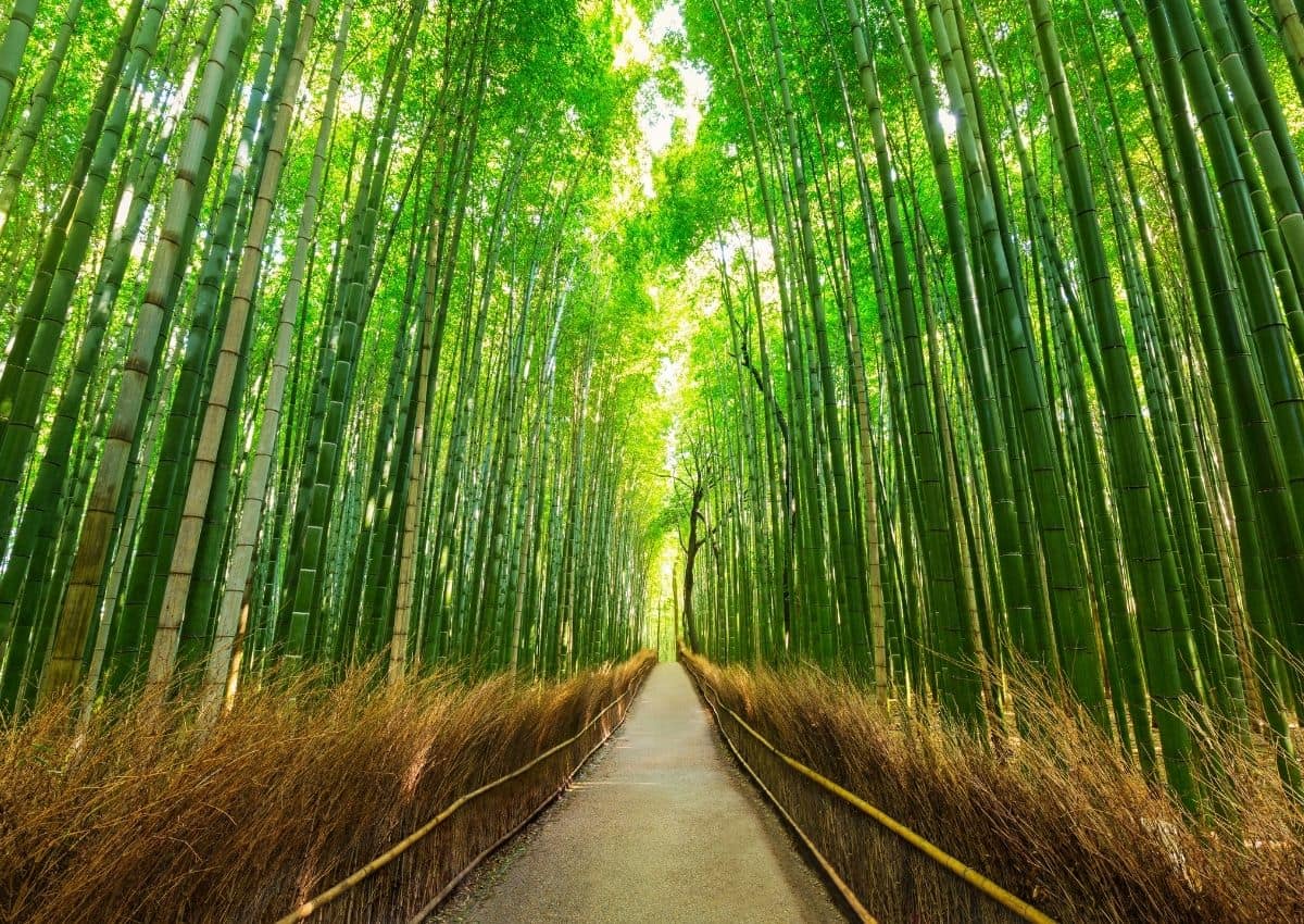 Bambouseraie d'Arashiyama, Kyoto, Japon