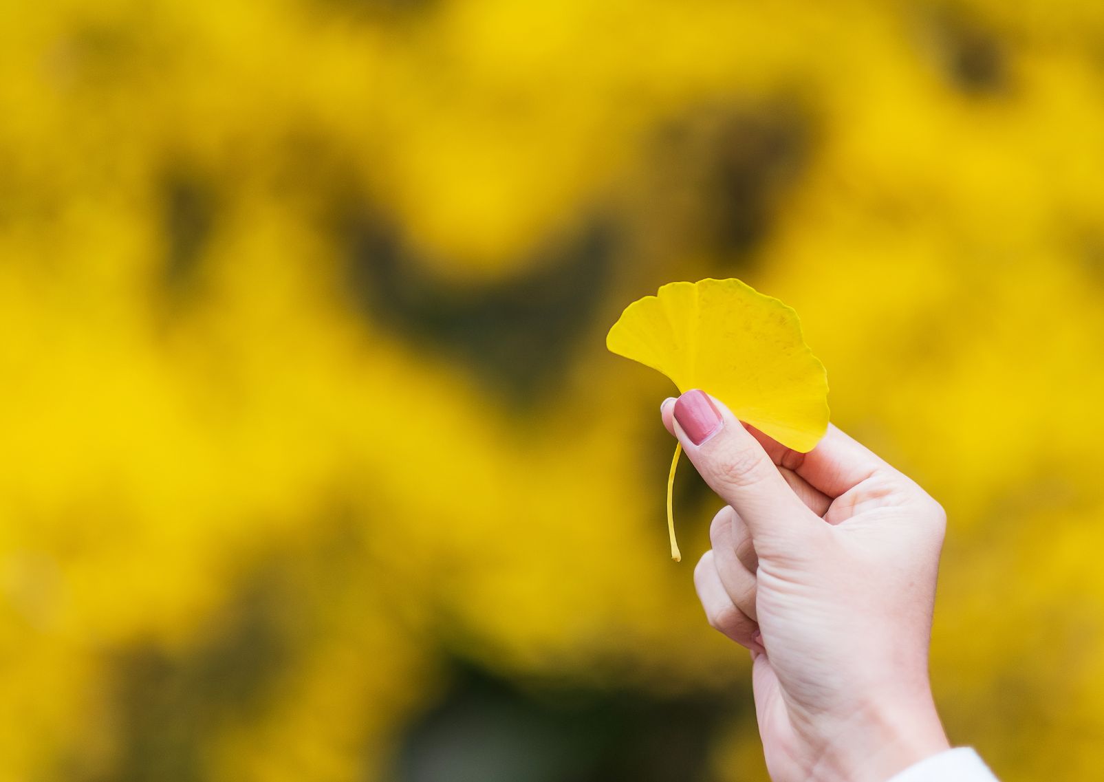 Femme tenant à la main une feuille de ginkgo biloba jaune dans le jardin, feuilles d'automne