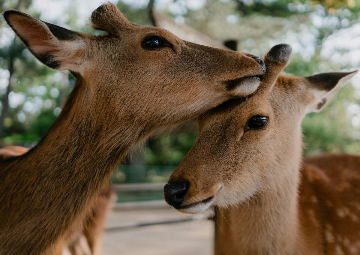 Deux cerfs sika en gros plan, Nara, Japon