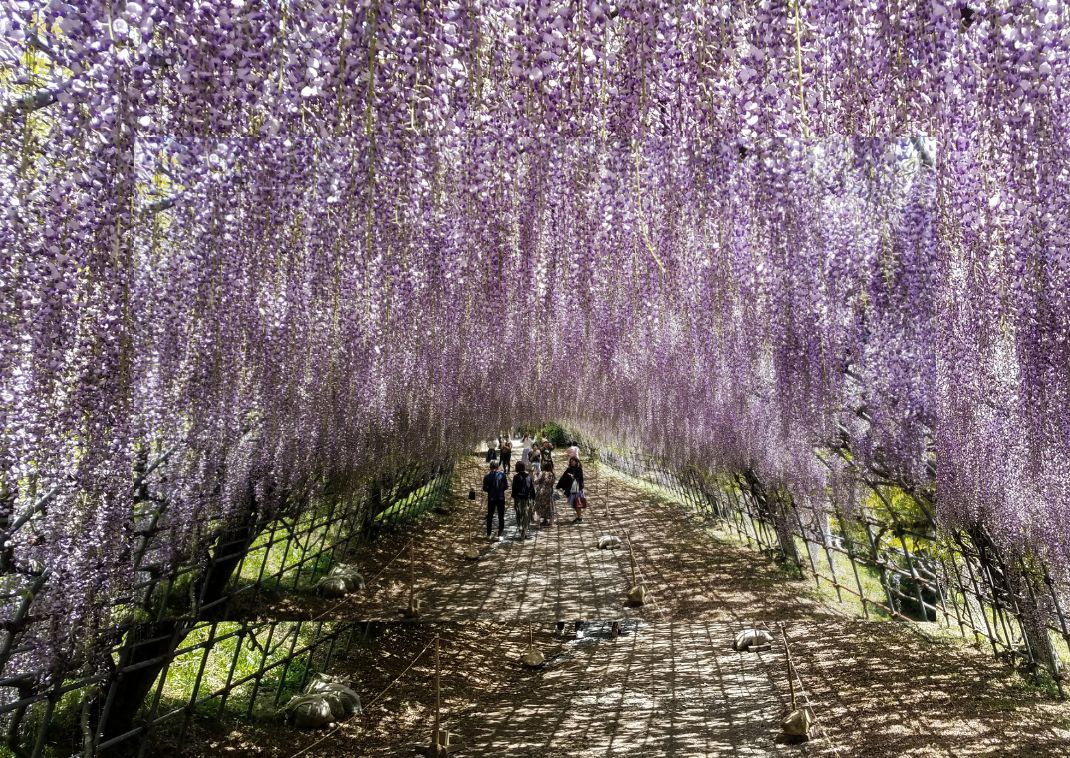 Le tunnel de glycine dans le jardin de Kawachi, Japon