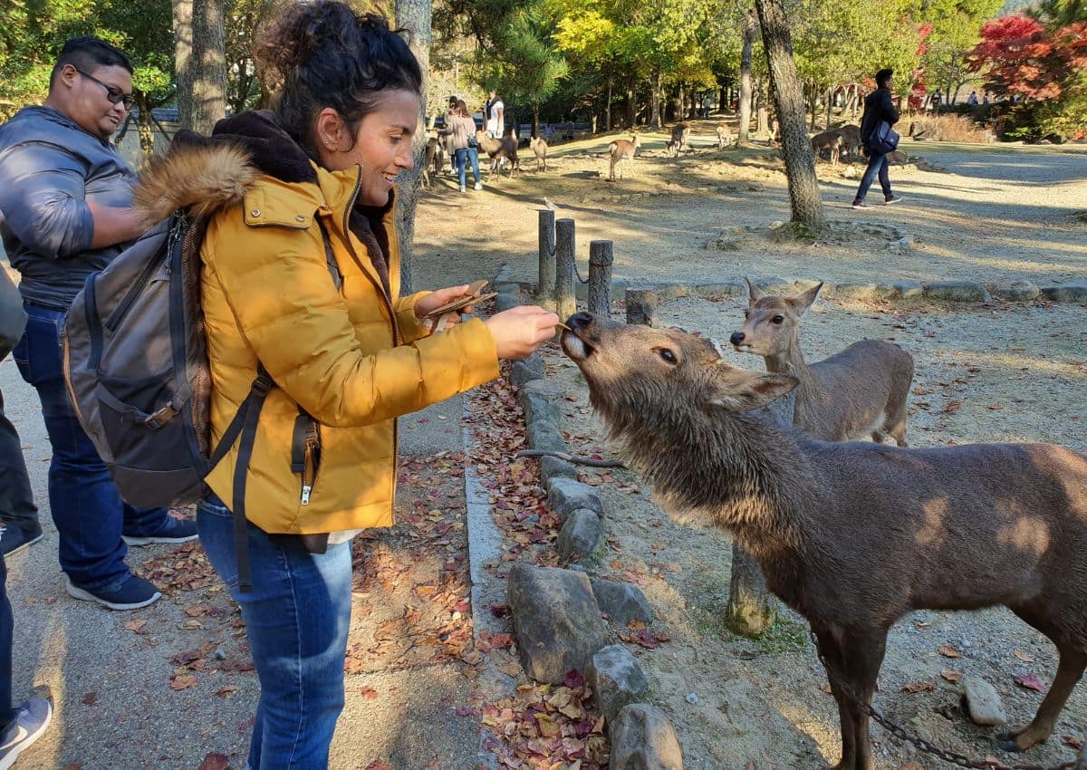 Julie donnant des senbei aux biches de Nara, Japon