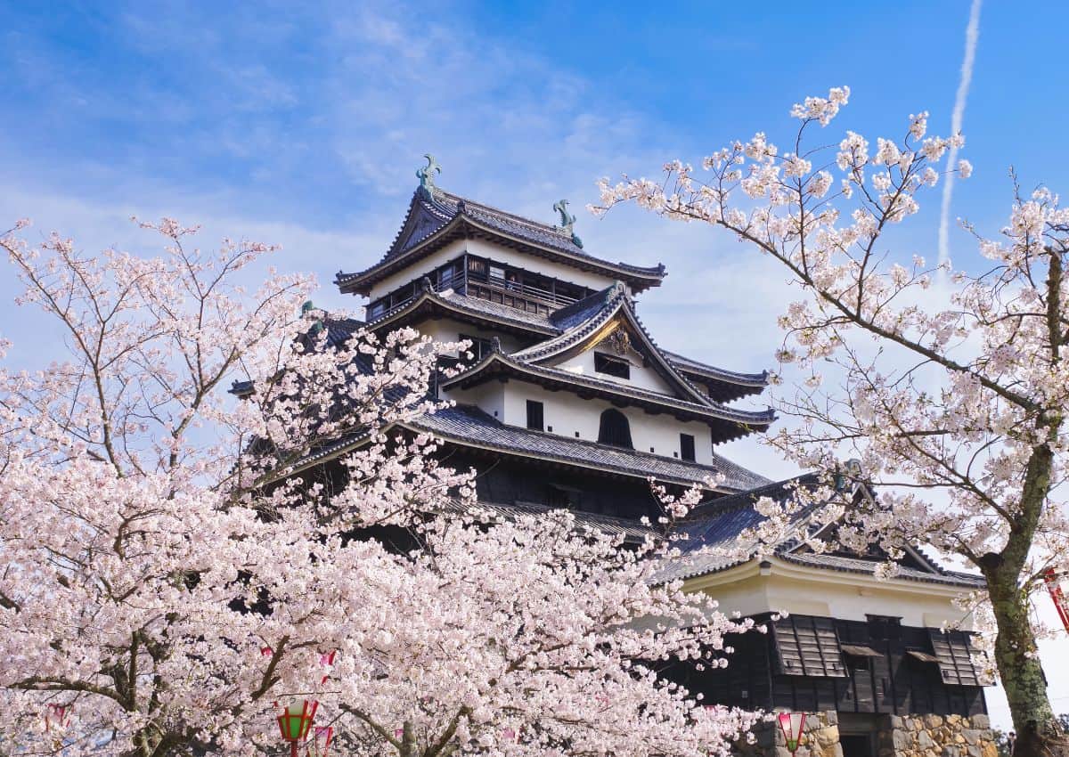 Le château de Matsue entouré de cerisiers en fleurs, Shimane, Japon