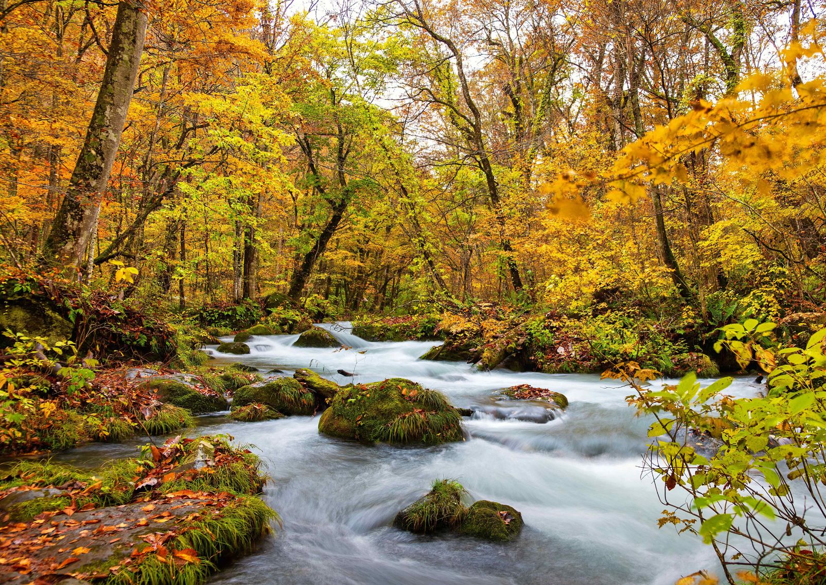 Scène automnale avec le cours d’eau Oirase dans une forêt orangée-rouge à Towada, Japon