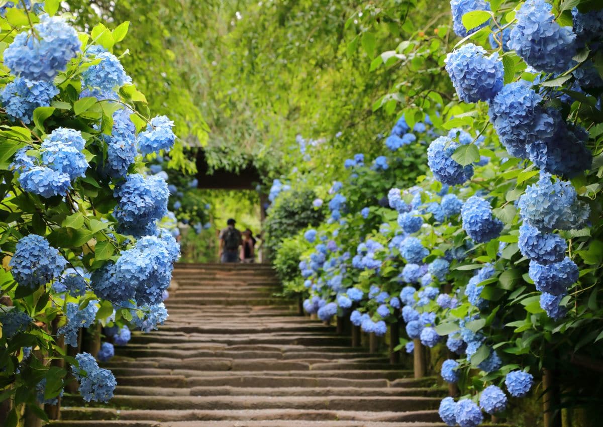Hortensias sous la pluie au temple Meigetsu-in de Kamakura