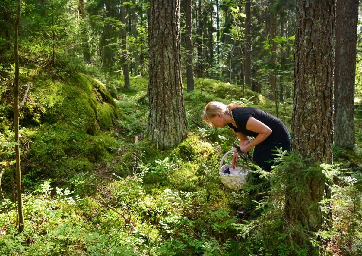 Femme ramassant des champignons et des myrtilles en forêt