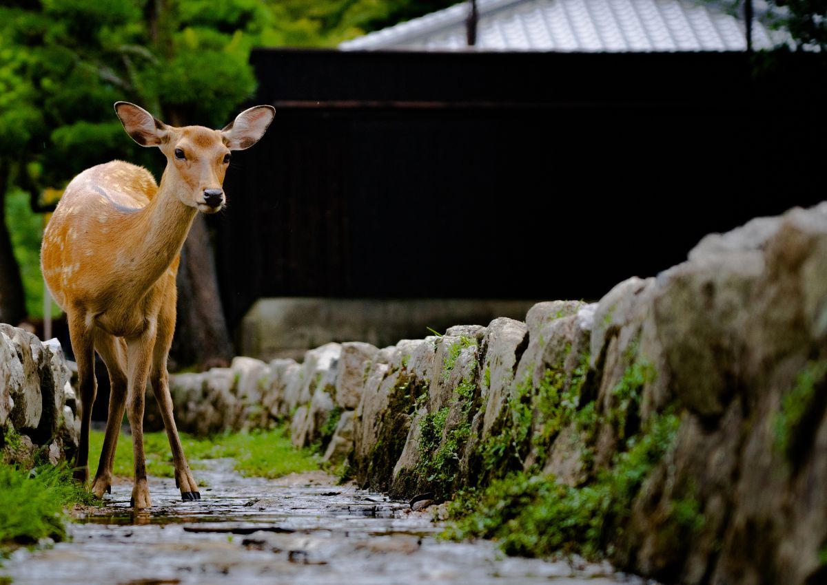 Biche-à-Nara